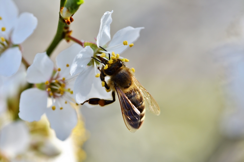 jardinerie-RIGAUD-min_bee-4092986